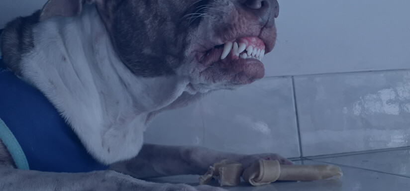 snarling dog