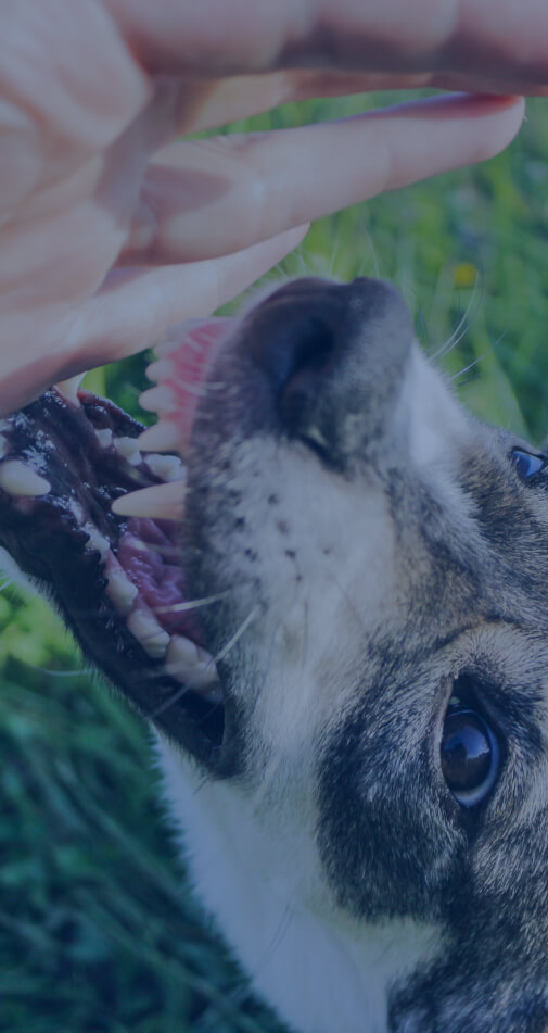 San Antonio Dog Bite Laws